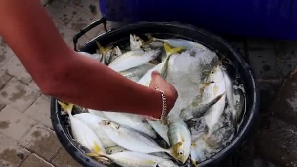 Peixe Mercado — Vídeo de Stock
