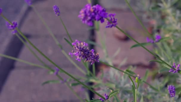 Mooie Bloemen Groeien Buiten Tuin Close Uitzicht — Stockvideo