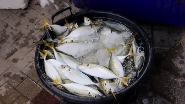 Peixe Mercado — Vídeo de Stock
