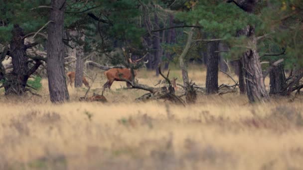 Ormandaki Bir Grup Vahşi Hayvan — Stok video