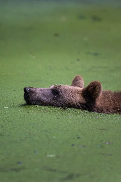 Niedźwiedź Pływa Stawie Który Jest Pokryty Glonami — Zdjęcie stockowe