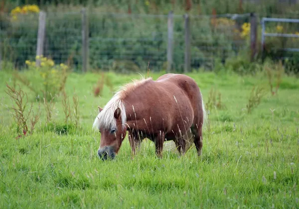 Beautiful Small Shetland Pony Pastzing Fenced Field Area — стоковое фото