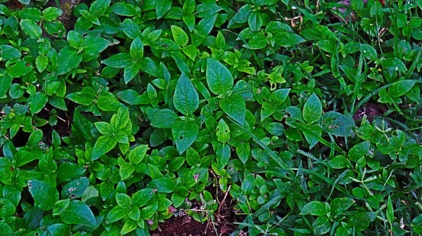 Een Bovenaanzicht Van Verse Groene Planten Die Grond Groeien — Stockfoto