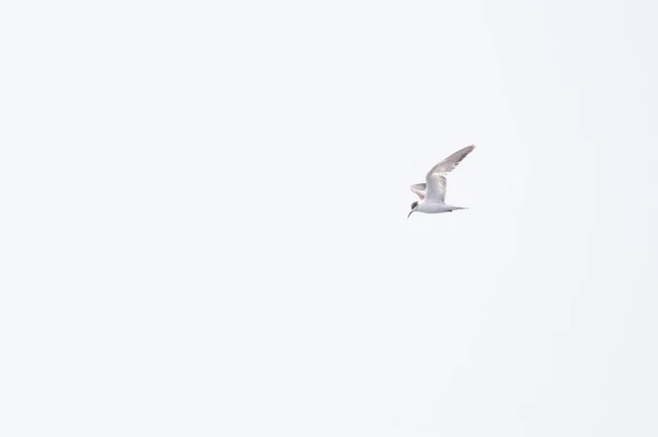 Uma Gaivota Voando Contra Céu Branco — Fotografia de Stock