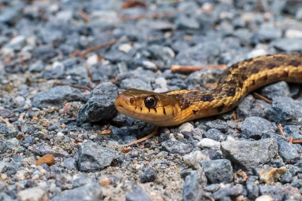 Egy Harisnyatartó Kígyó Közelsége Kúszik Kavicsos Földön — Stock Fotó