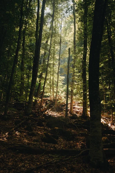 Vertikal Bild Vacker Skog Med Många Träd Solljus — Stockfoto