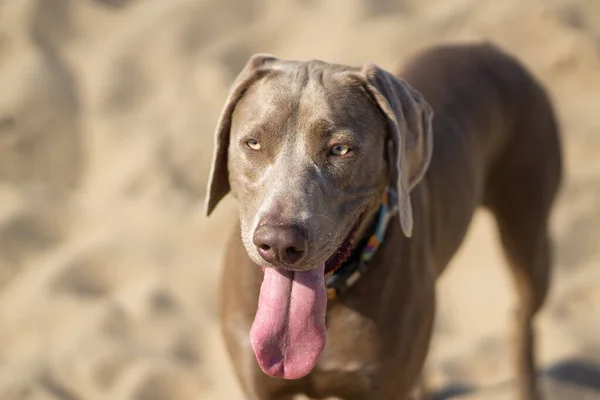 Weimaraner Dog Tongue Out Looking — Stock Photo, Image