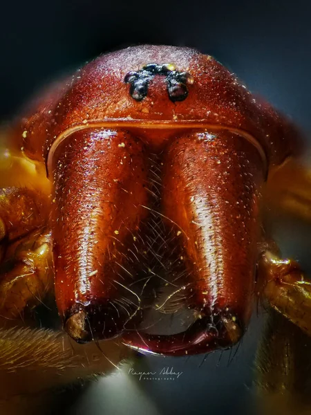 Μια Μακρο Φωτογραφία Του Κεφαλιού Μιας Αράχνης Ένα Θολό Φόντο — Φωτογραφία Αρχείου
