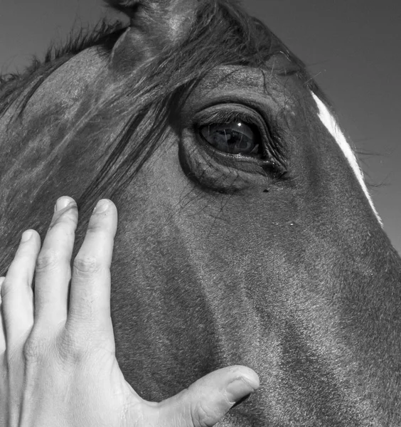 Een Grijswaarden Close Van Paard Gezicht — Stockfoto