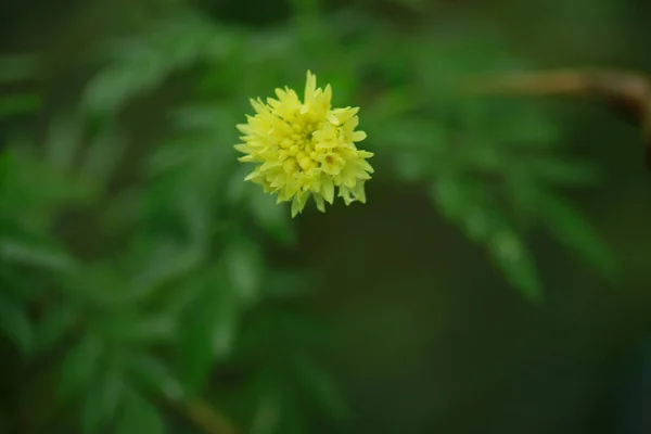 Ein Selektiver Schwerpunkt Spanischer Nadelblumen Die Einem Botanischen Garten Wachsen — Stockfoto