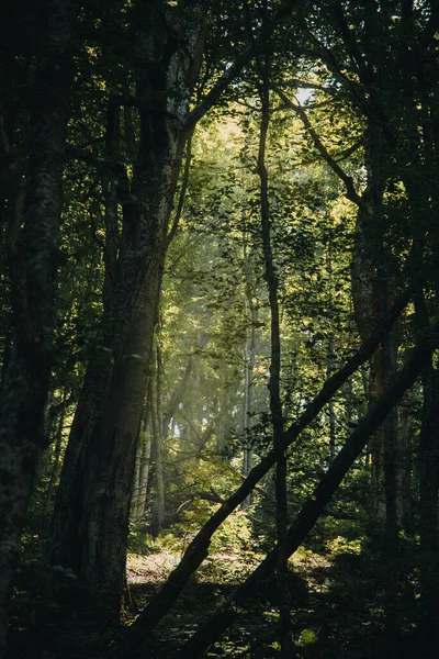 Vertikální Záběr Krásného Lesa Mnoha Stromy Slunci — Stock fotografie
