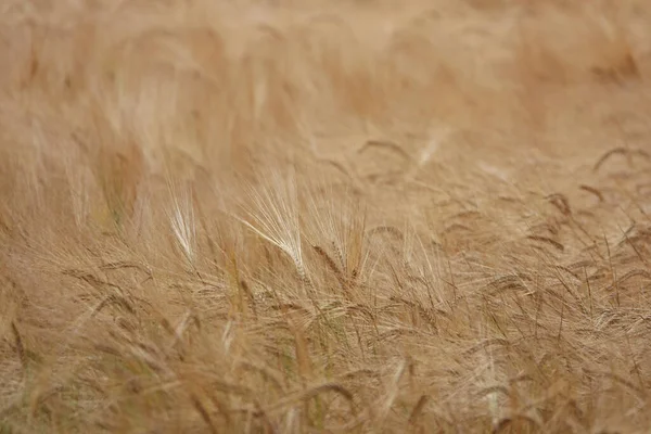 Detailní Záběr Pšeničného Pole Essexu Anglii — Stock fotografie