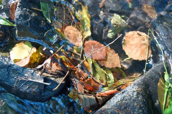 Les Feuilles Sèches Automne Sur Sol Dans Forêt — Photo