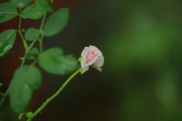 Селективный Фокус Венгерских Роз Растущих Ботаническом Саду — стоковое фото