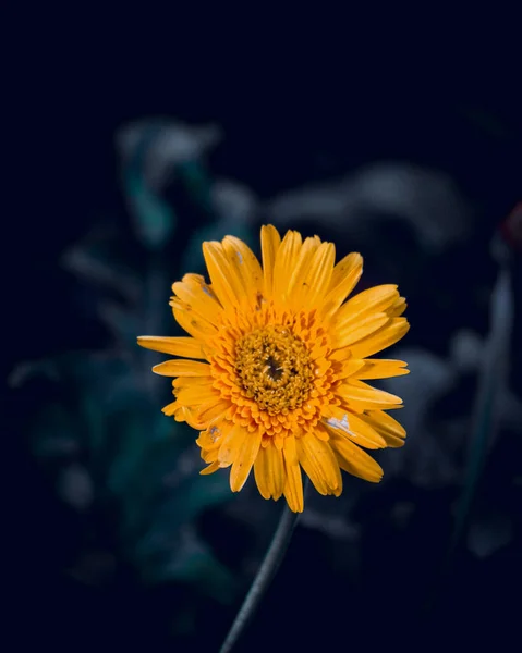 Primer Plano Una Flor Amarilla —  Fotos de Stock