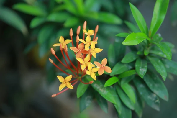 Foco Seletivo Flores West Indian Jasmine Crescendo Jardim Botânico — Fotografia de Stock