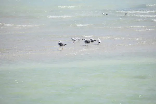 海鸥在水里的美丽景色 — 图库照片