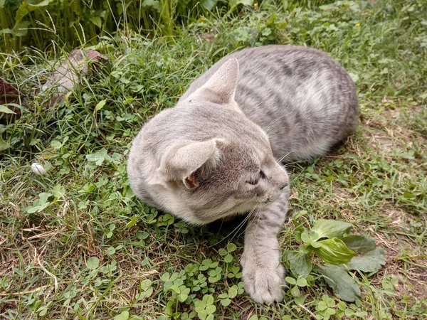 一只可爱的猫在田野里休息 — 图库照片