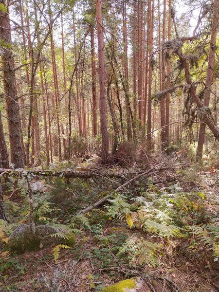 Ein Natürlicher Blick Auf Hohe Bäume Wald — Stockfoto