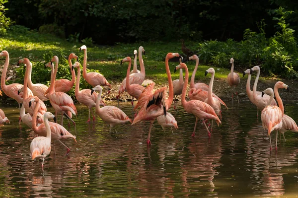 Die Gruppe Pinkfarbener Flamingos See Zoo — Stockfoto