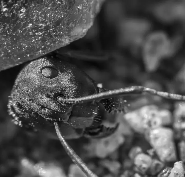 Eine Graustufen Nahaufnahme Eines Insekts — Stockfoto