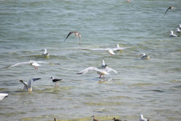 Una Bella Vista Dei Gabbiani Che Sorvolano Acqua — Foto Stock