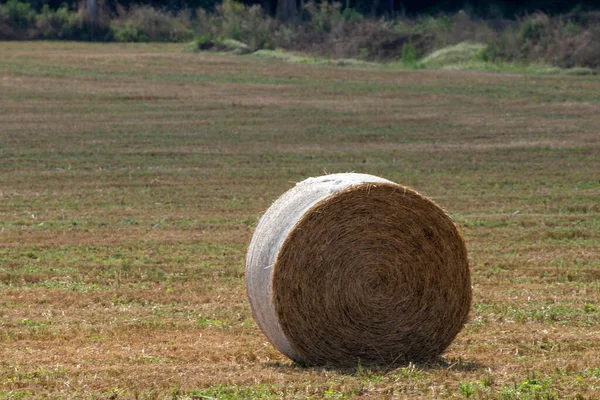 Dry Grass Bale Hay Grassy Cultivated Field Rural Area — Stock Photo, Image