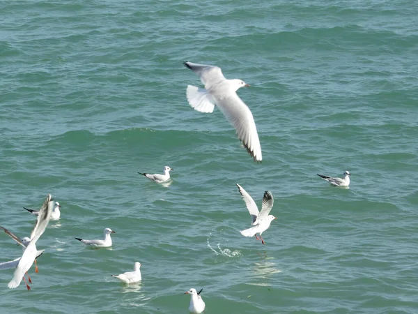 海鸥在水面上飞翔的美丽景象 — 图库照片