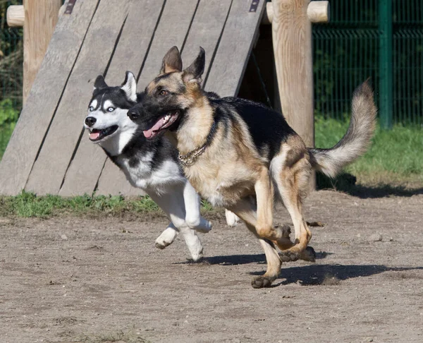 Хаскі Собака Німецька Собака Пастух Весело Бавляться Разом Собачому Парку — стокове фото