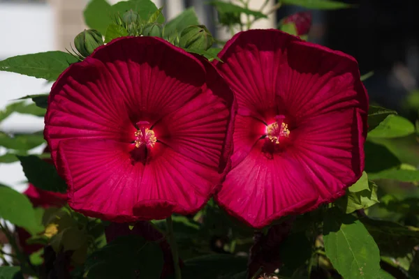 Primo Piano Fiori Rossi Ibisco Nel Giardino — Foto Stock