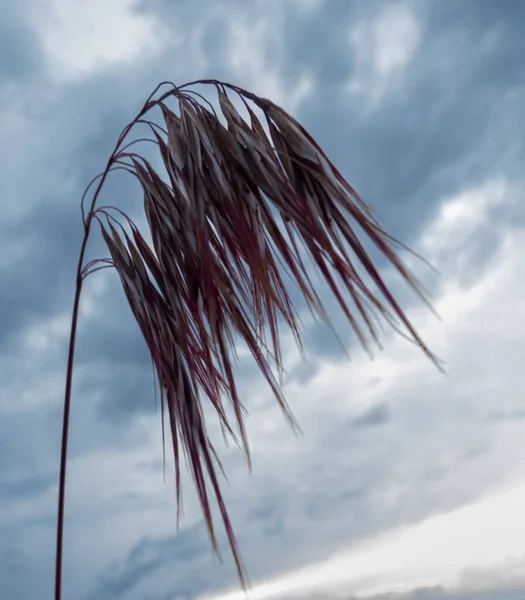 空の下の植物 — ストック写真