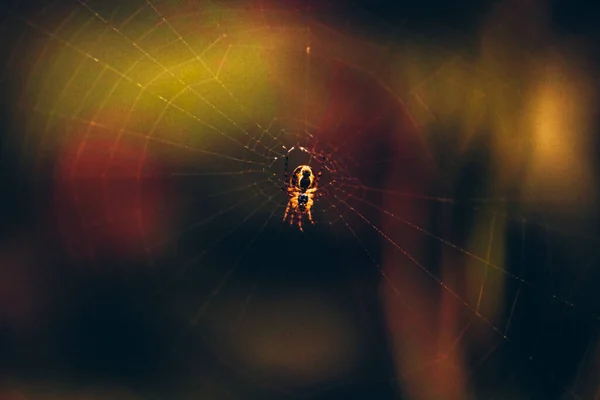 Close Shot Spider Spider Web — Stock Photo, Image