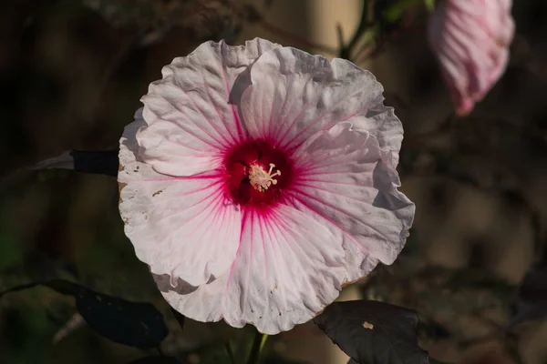 Primo Piano Fiore Rosa Ibisco Nel Giardino — Foto Stock