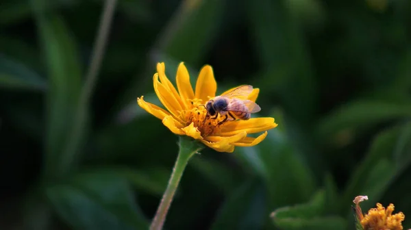 Close Uma Abelha Extraindo Pólen Uma Flor Amarela Com Plantas — Fotografia de Stock