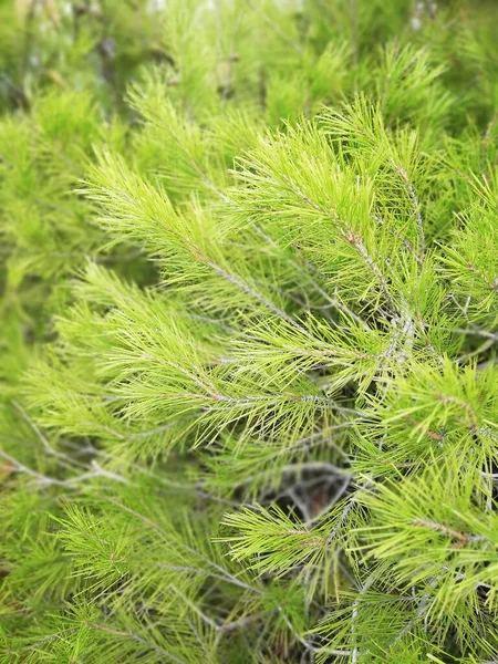 Closeup Pine Tree Branch — Stock Photo, Image