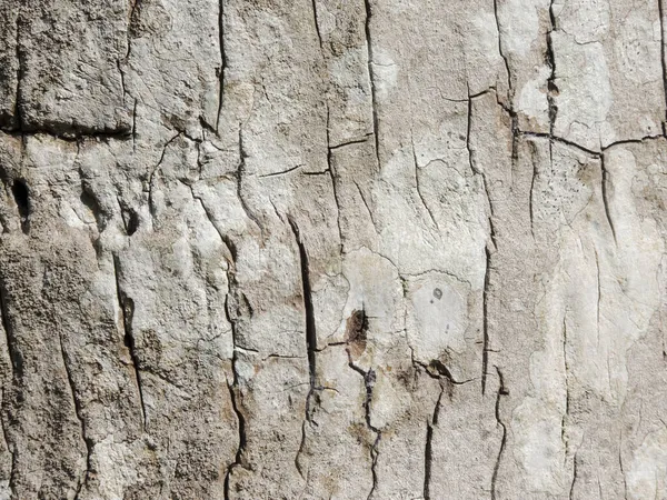 旧的风化裂开的粗糙树皮纹理的特写 — 图库照片