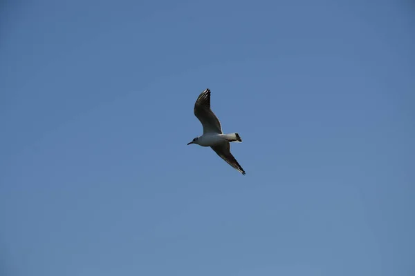 Closeup Little Seagull Flying Peaceful Blue Sky — Stock Photo, Image