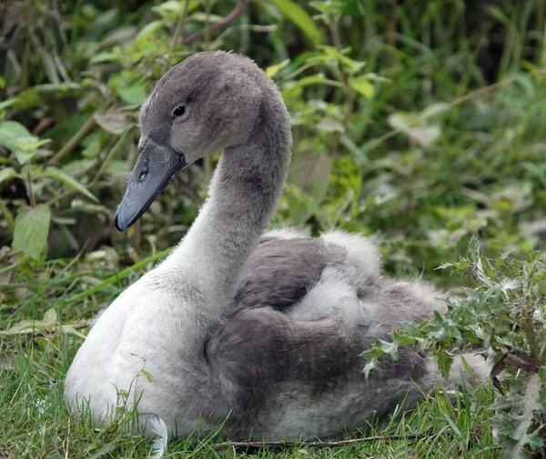 Den Grå Cygnet Vilar Ett Grönt Gräs — Stockfoto