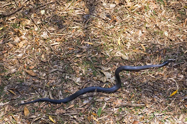 Serpente Nero Terra Nel Queensland Australia — Foto Stock