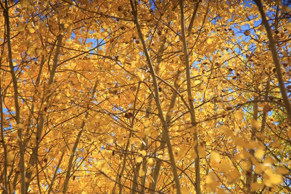 Bela Floresta Outono Com Árvores Com Folhas Amarelas Laranja — Fotografia de Stock