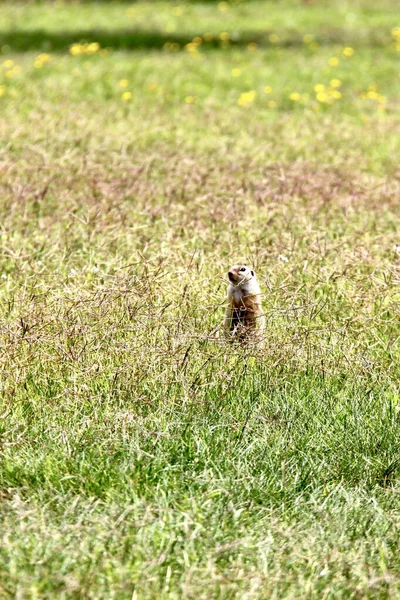 Écureuil Dans Herbe Verte Regarde Autour Zicksee Autriche — Photo