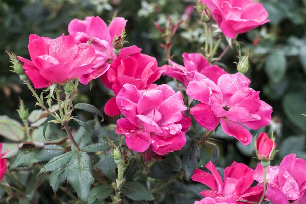 Selektivní Ostření Záběr Kvetoucích Růžových Růží Zahradě — Stock fotografie