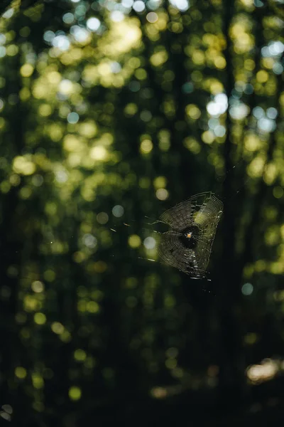 Vertical Closeup Shot Spider Spiderweb Forest — Stock Photo, Image