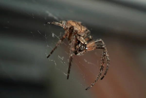 Foyer Peu Profond Une Araignée Orbe Croix Dorée Suspendue Toile — Photo