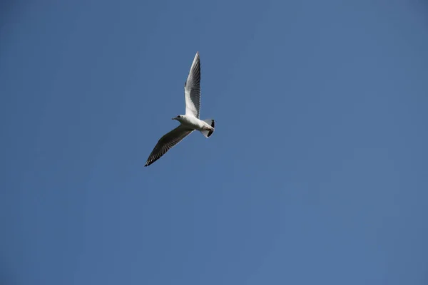 Gros Plan Une Mouette Volant Sous Ciel Paisible Dégagé — Photo