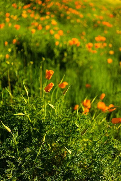 Вертикальный Снимок Оранжевых Красивых Калифорнийских Цветов Мака Среди Зеленой Травы — стоковое фото