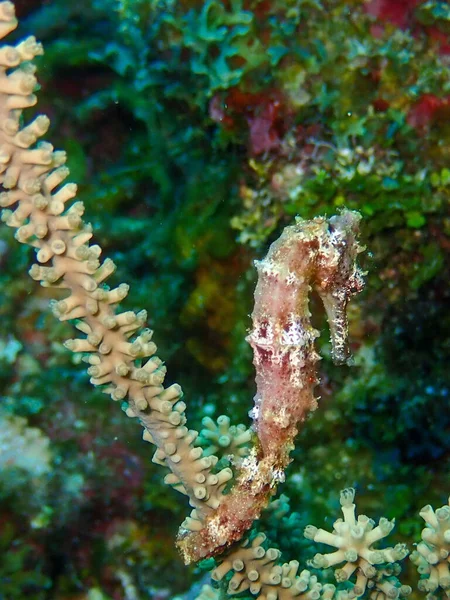 Nahaufnahme Eines Niedlichen Seepferdchens Unter Dem Meer — Stockfoto