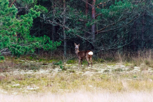 昼間は森の中の鹿 — ストック写真