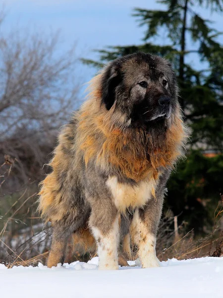 Вертикальный Снимок Очаровательной Кавказской Собаки Овчарки — стоковое фото
