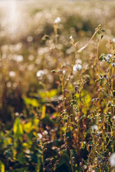 Pionowy Strzał Niebieskiego Thimble Kwiatu Polu Pod Sunlight — Zdjęcie stockowe